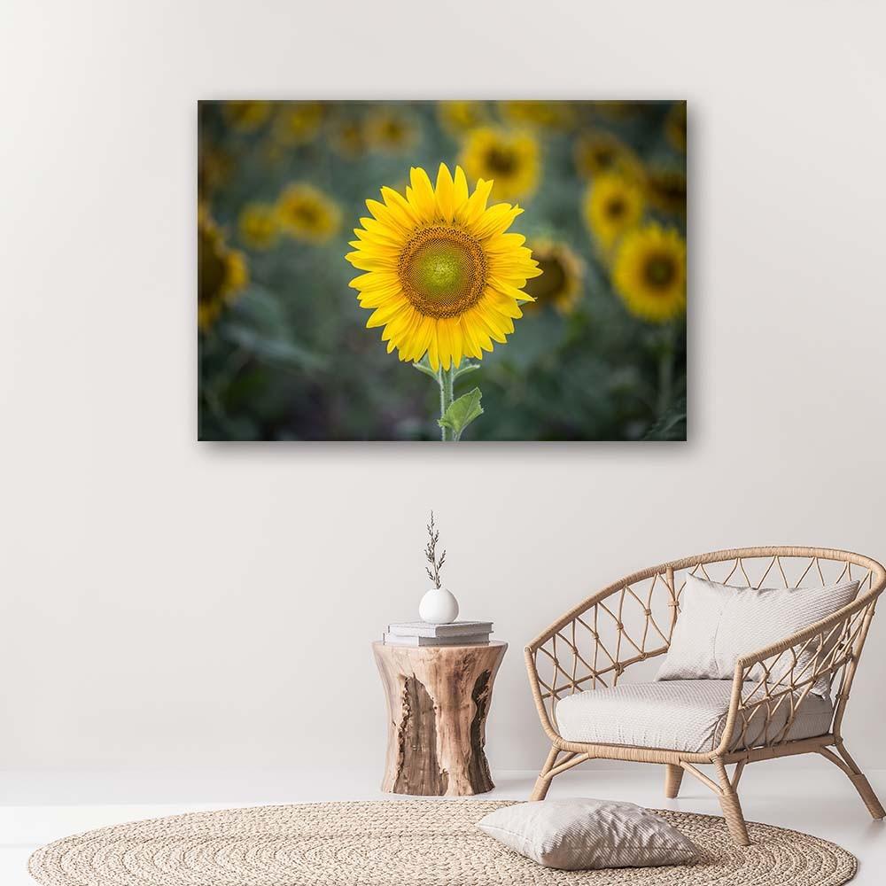 Canvas Print Sunflowers Nature Flowers