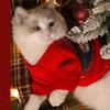 Cat Pet Sweater Puppy Pet Turtleneck High Quality Cat Clothes  Christmas Decoration