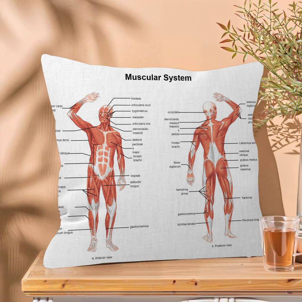 Muscle System Human Anatomy Diagram Medical Cushion Cover x Polyester Sofa Cushions Decorative Throw Pillows