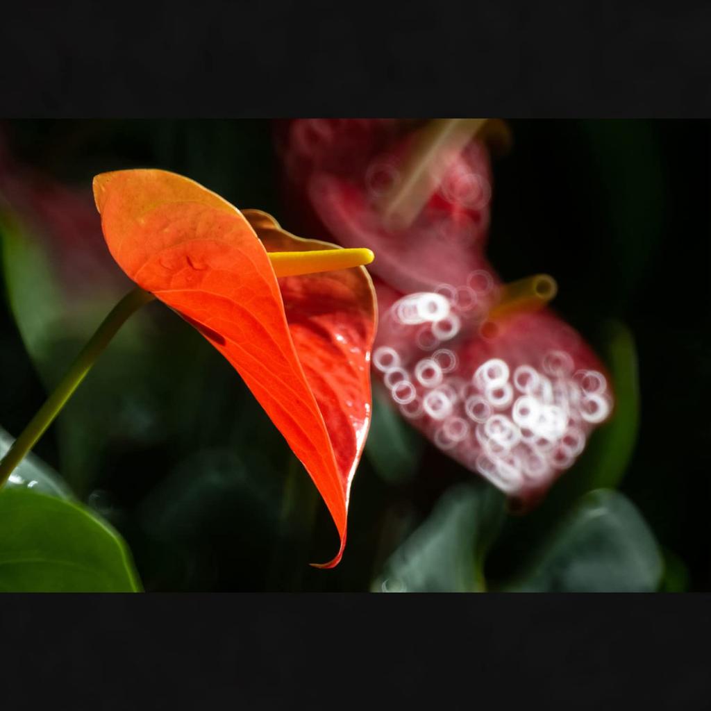 Tokina Telephoto Mirror Lens SZ 500mm F8 Reflex MF Micro Four Thirds Manual Focus Interchangeable Mount 264072