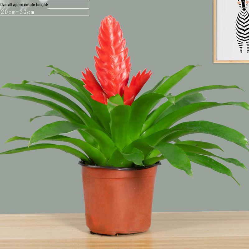 Jade Fan: Indoor Easy-Care Green Plant for Wealth & Blooms