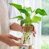 Transparent Hydroponic Plants Flower Pot Thickened Round Transparent Glass Pots Glass Mini Ecological Glass Vase Gardening