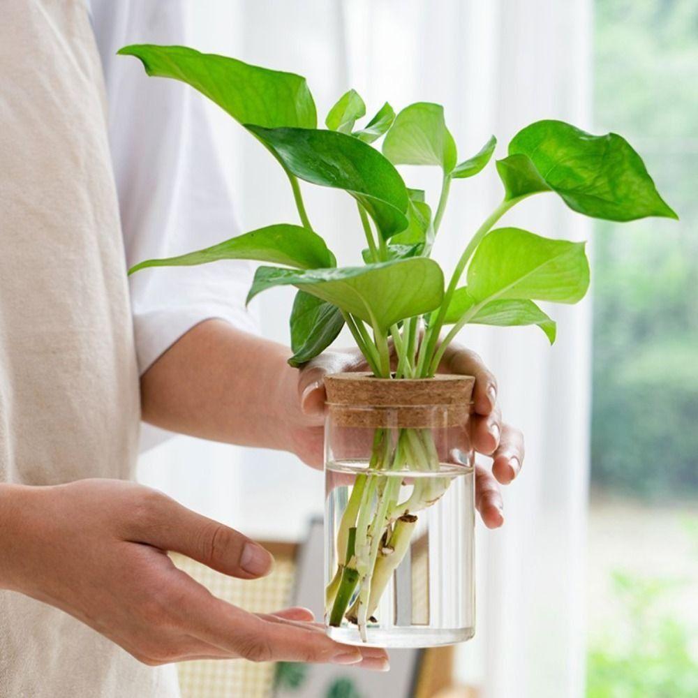 Transparent Hydroponic Plants Flower Pot Thickened Round Transparent Glass Pots Glass Mini Ecological Glass Vase Gardening
