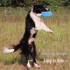 Jingzhou Pet Durable Floating Dog Frisbee