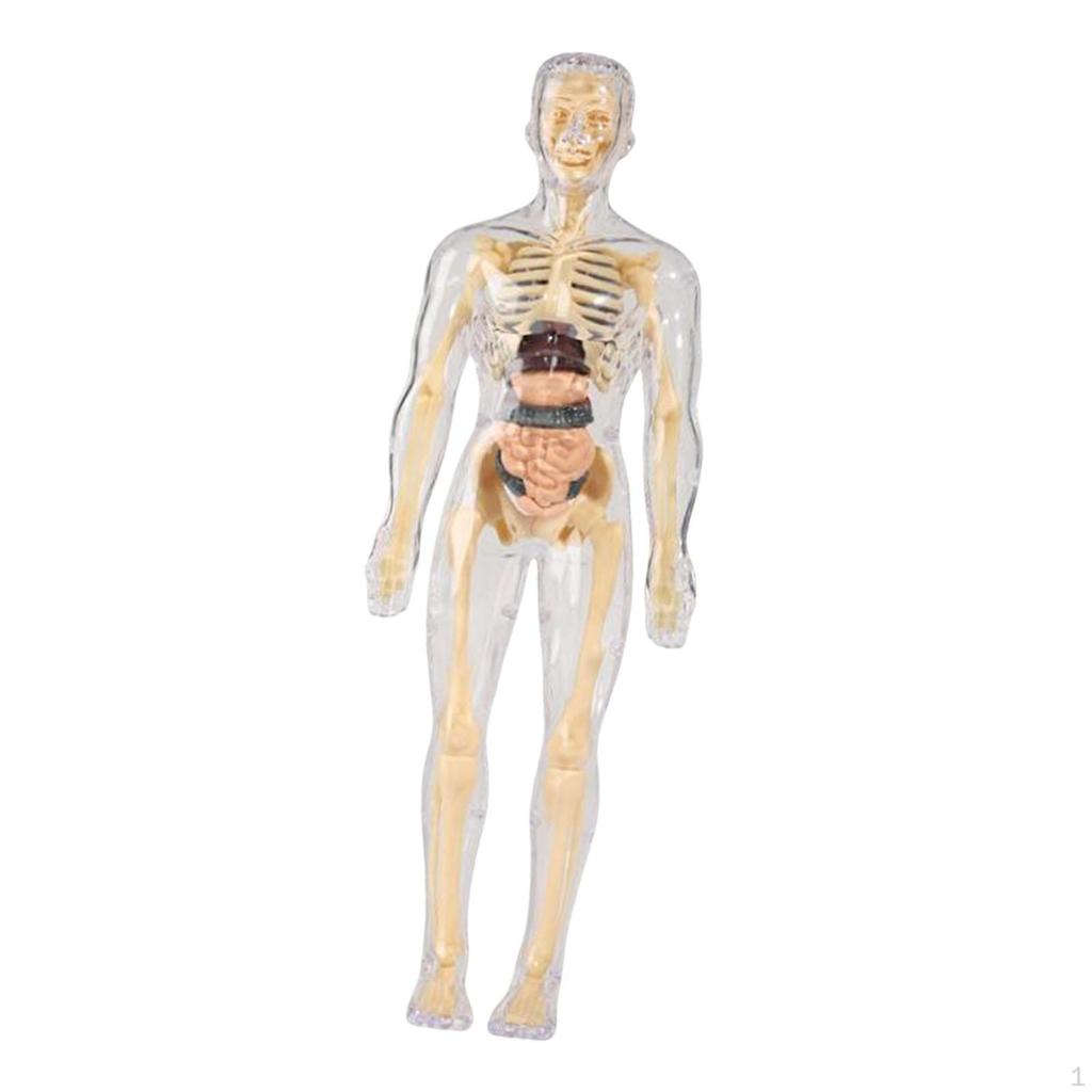 Biology Learning Aid Human Body Model with Organ Components for Children