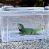Ventilated Turtle Transport Container Stackable Reptile Terrarium  Crawling Pet