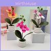 Flower Potted Phalaenopsis For Event Decor And Indoor Embellishment Home