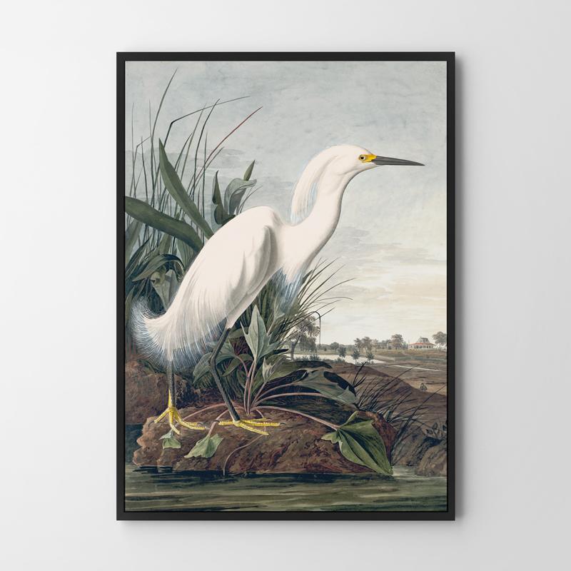 Poster White Bird Wetlands Swamp