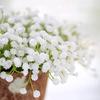 20cm Babys Breath Artificial Flowers White Fake Flowers DIY Floral Bouquets Decoration Office Party Wedding Home Decoration