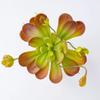 Lifelike Artificial Succulent Plant Real Touch Simulation Bonsai Plant  Home Office Decor