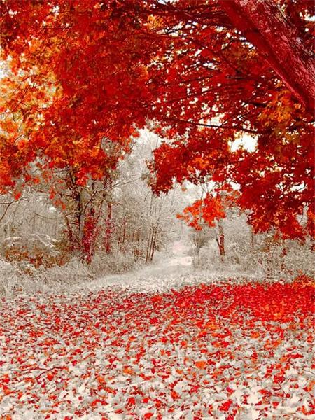 5D Diamond Painting New Arrivals Tree Bridge Full Square Round Embroidery Mosaic Landscape Home Decor