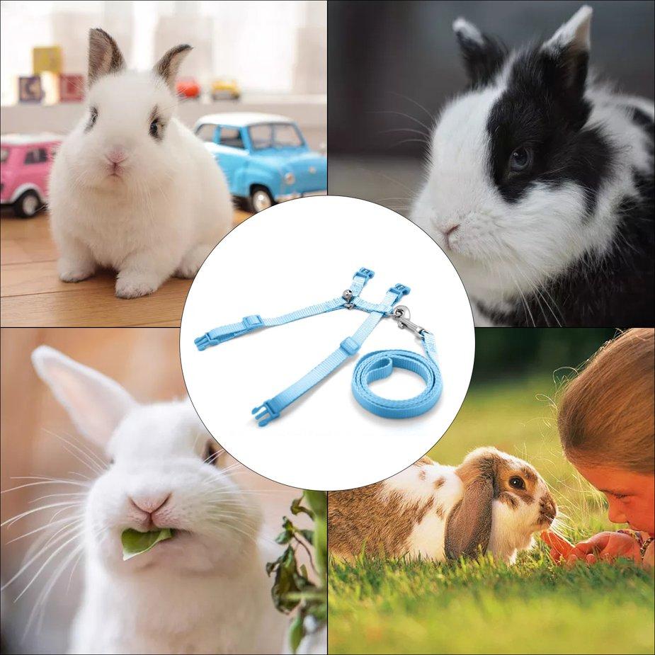 rabbit pet supplies