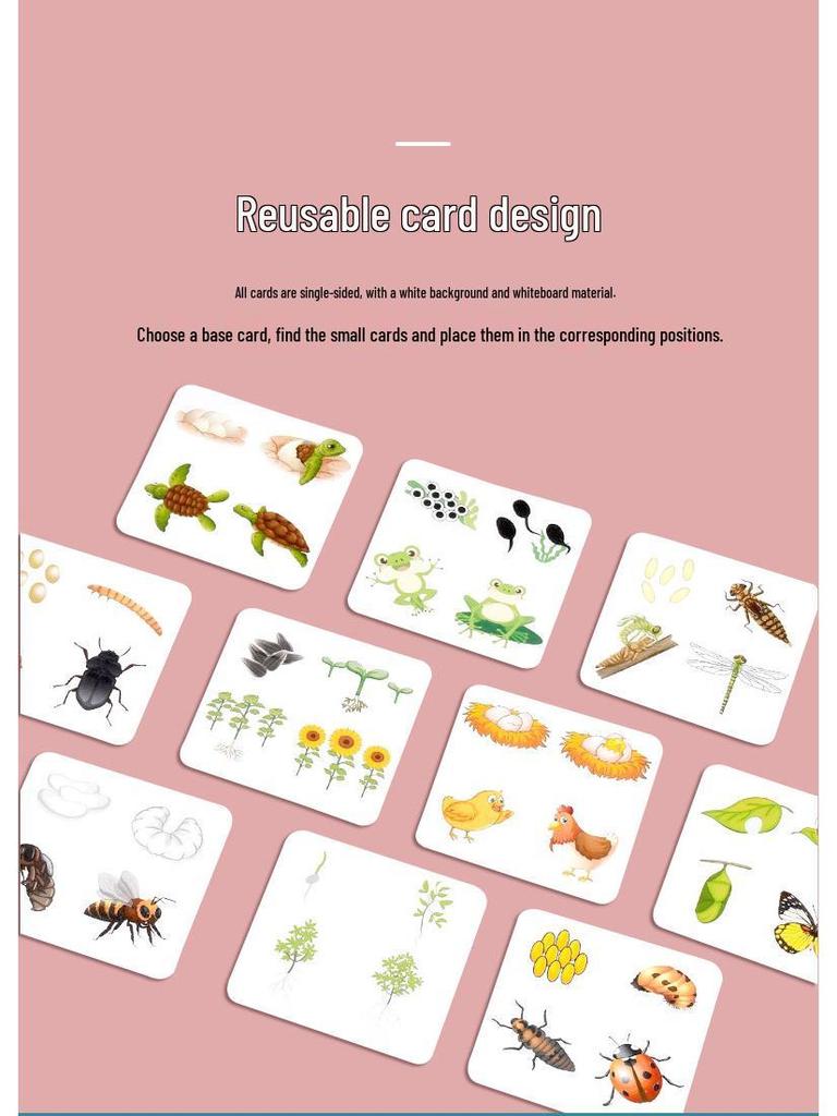 Wooden Educational Puzzle: Life Cycle Changes of Plants & Animals – Toddler Cognitive Growth Toy
