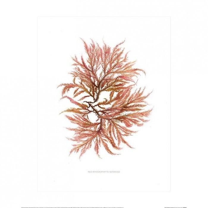 Póster Alga vermelha Rhodophyta de Thornton do verão 40cm x vermelho