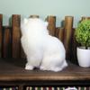 1Pc Simulation Persian Cat Toy Cute Persian Cat Realistic Plush Toy Children's Gift Desktop Toy Decoration