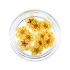 10PCS/Box Small Daffodil Dried Flower for Nail Art Decorations Natural Real Pressed Flower Making up Phone Case Mold Making