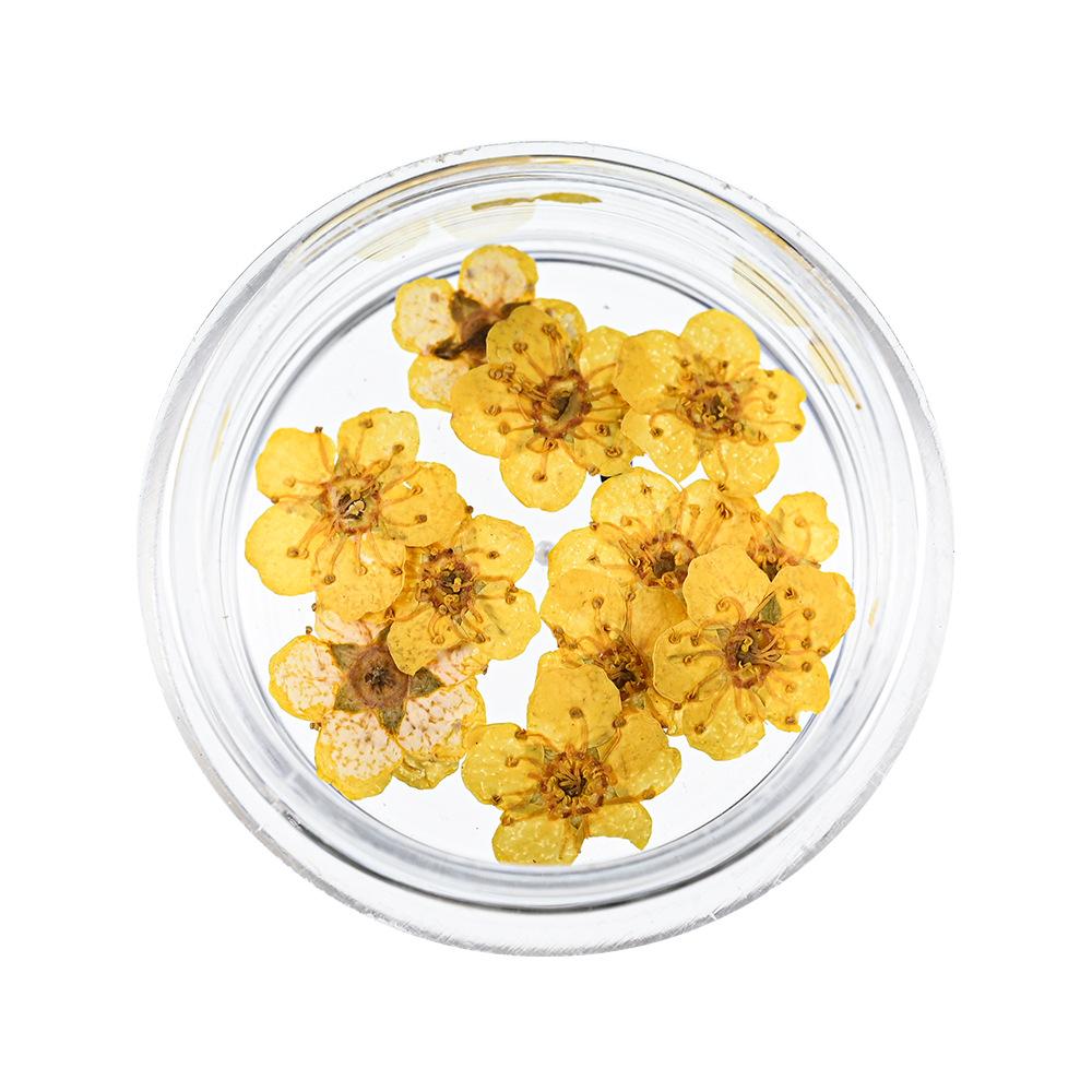 10PCS/Box Small Daffodil Dried Flower for Nail Art Decorations Natural Real Pressed Flower Making up Phone Case Mold Making