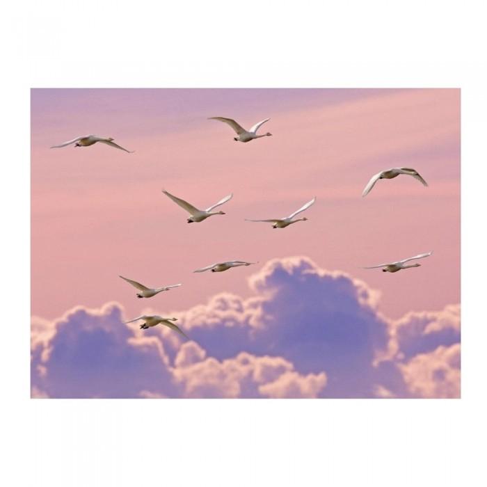 Ben Hall Whooper Swans Print