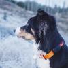New Multi-function Locator Pet Cat Anti-lost Device GPS+ WIFI Gps Navigation tracker Smart Dog Collar Pet tracker for Waterproof