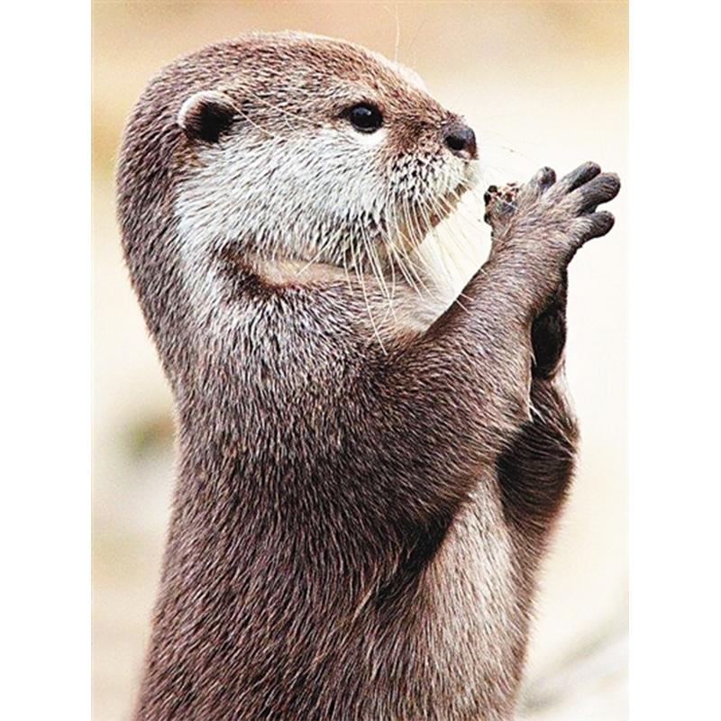 

Diy 5D алмазная живопись животное выдра кошка набор для вышивки крестом полная дрель вышивка мозаика художественная картина стразы Декор подарок Full Round 40x50CM