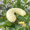 Stress Relief Soy Larvae Squeeze Caterpillar - Slow Rebound Toy