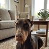 10Pcs Soft Foam Rods Dog Ear Stand Up Tool Prevent Ear Fold Dog Ear Erecting Kit  Dog Accessory