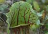 SAFLAX Mix di piante carnivore - 10 semi - Sarracenia Mix