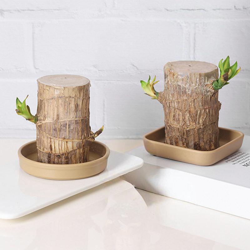 Brazilian Wood Tray/Hydroponic Pot/Hydroponic Plant Tray/Tabletop Plant Hydroponic Tray