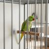 1/2/3Pcs Rope Pet Parrot Wood Fork Tree Branch Stand Rack Squirrel Bird Hamster Branch Perches Chew Bite Toys Stick with Suction