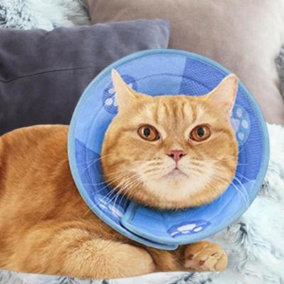 Cães – Cuidados de cães