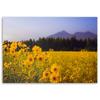 Canvas Print, Field Yellow Flowers