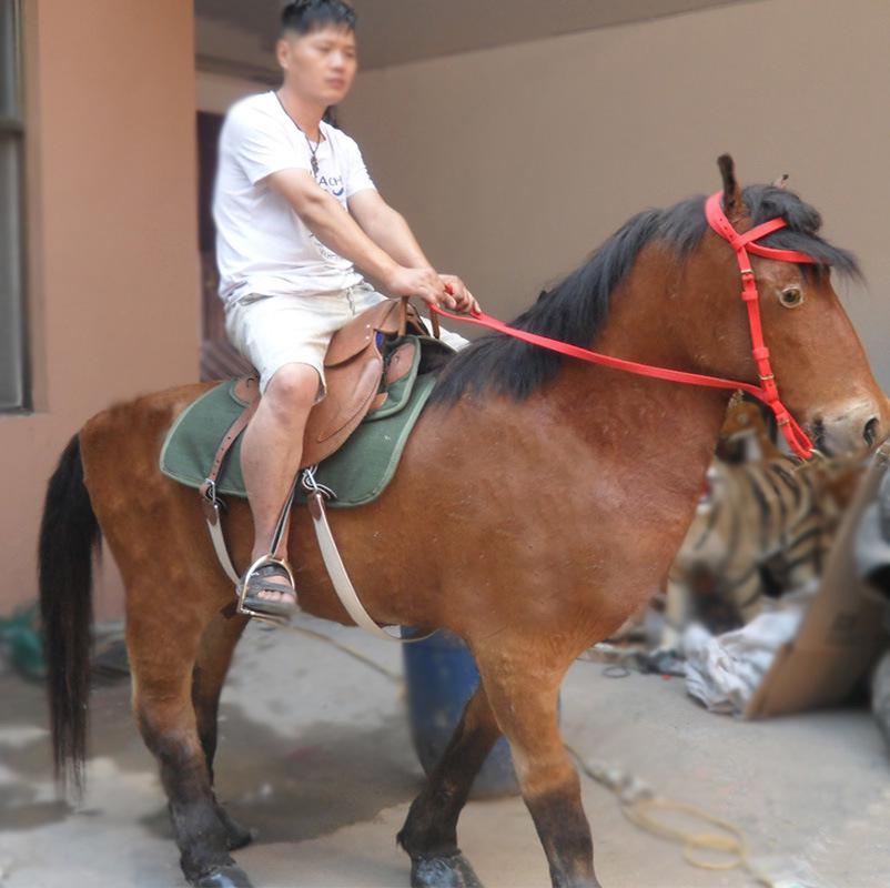 Akhal-Teke War Horse Genuine Leather Model for Exhibitions