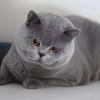 Blue & White British Shorthair Kitten - Purebred Short-legged Cat