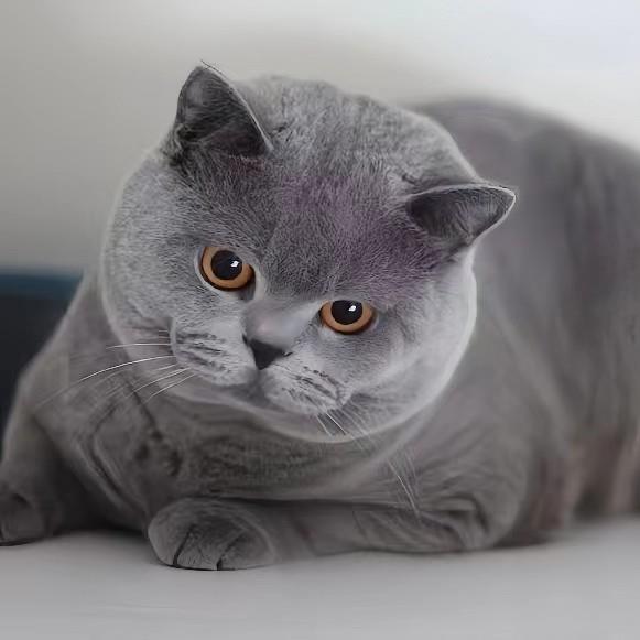 Blue & White British Shorthair Kitten - Purebred Short-legged Cat