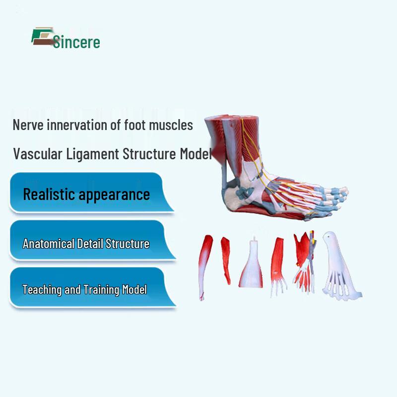 Human Foot Anatomy Model with Muscles, Nerves, Vessels & Ligaments