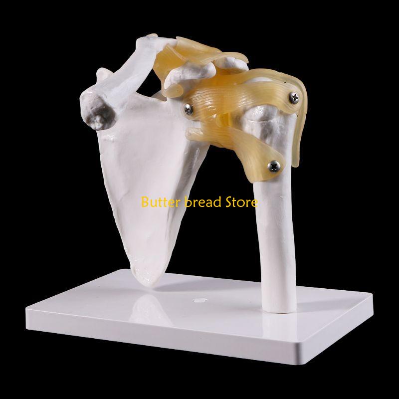 W89C Functional Anatomical Life Size Human Anatomy Skeleton Shoulder Joint Bone Muscl