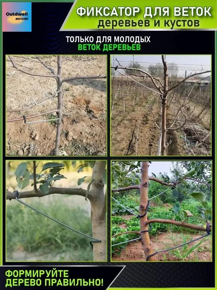 Zařízení na tahání větví ovocných stromů Oddělovač bočních větví Tvarování větví Ohýbání větví Lisování větví Zařízení na tvarování větví