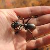 Creative Metal Animal Incense Burner Small Alloying Ant Turtle Frog Snail Stick Incense Holder Home Decoration Teahouse Ornament