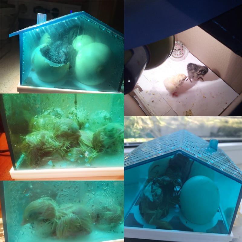 Dijital Sıcaklık Küçük Kuluçka Makinesi Yumurta Kuluçka Makinesi Civciv Ördek Kuş Güvercin Bıldırcın İçin