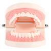 1pc PVC Dental Teaching Study Standard Model Demonstration Teach Children Brushing Teeth