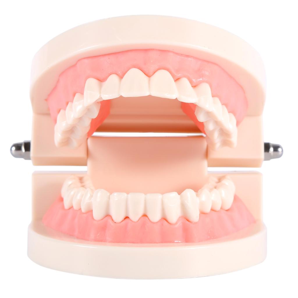 1pc PVC Dental Teaching Study Standard Model Demonstration Teach Children Brushing Teeth