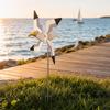 Outdoor Decorative Seagull Wind Spinner Garden Stake with Rotating Blades for Yard Lawn Patio Decoration and Wind Indicator