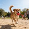 Rechargeable Canine Entertainment Toy Variable Rolled Speed and Sound Effect to Relieve Boredom and Anxiety