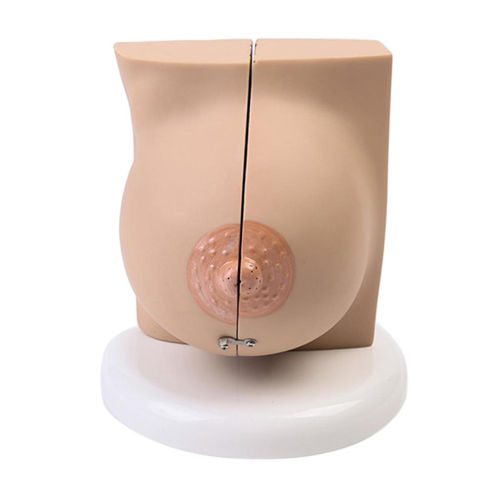 Breast Feeding Model for Nursing Training Teaching Aid Classroom Props
