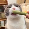 Natural Grass Cat Molar Rod Indoor Chewing Stick Chew Treat for Kitten Mouth Healthy Natural Cat Grass Indoor Pet Chew