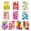 1 Set Dried Pressed Flowers Kit Colorful Natural Flowers DIY