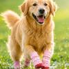 4PCS Adjustable Anti Slip Dog Socks Breathable Puppy Shoes Socks Pet Foot Covers  Outdoor Use