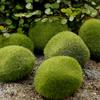 Marimo Moss Balls Konstgräs Sten Torv Mini Fairy Garden Micro Terrarium