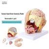 headband brain anatomy model
