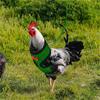  Chicken Rope With Leash And Matching Belt,Comfortable Hen Pet Vest